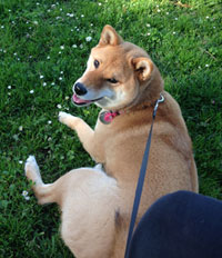 Animal-assisted psychtherapy with a therapy dog in Pacific Grove, Monterey Bay CA