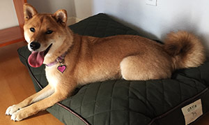 Animal-assisted psychtherapy with a therapy dog in Pacific Grove, Monterey Bay CA